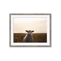 Picture of Grazing Sheep  _GroupedProduct_Rectangle_Landscape_Photography _GroupedProduct_Rectangle_Landscape_Framed_Matted_