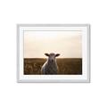 Picture of Grazing Sheep  _GroupedProduct_Rectangle_Landscape_Photography _GroupedProduct_Rectangle_Landscape_Framed_Matted_