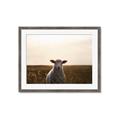Picture of Grazing Sheep  _GroupedProduct_Rectangle_Landscape_Photography _GroupedProduct_Rectangle_Landscape_Framed_Matted_