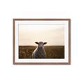 Picture of Grazing Sheep  _GroupedProduct_Rectangle_Landscape_Photography _GroupedProduct_Rectangle_Landscape_Framed_Matted_