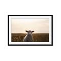 Picture of Grazing Sheep  _GroupedProduct_Rectangle_Landscape_Photography _GroupedProduct_Rectangle_Landscape_Framed_Matted_
