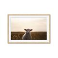 Picture of Grazing Sheep  _GroupedProduct_Rectangle_Landscape_Photography _GroupedProduct_Rectangle_Landscape_Framed_Matted_