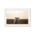 Picture of Grazing Sheep  _GroupedProduct_Rectangle_Landscape_Photography _GroupedProduct_Rectangle_Landscape_Framed_Matted_