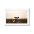 Picture of Grazing Sheep  _GroupedProduct_Rectangle_Landscape_Photography _GroupedProduct_Rectangle_Landscape_Framed_Matted_