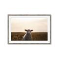 Picture of Grazing Sheep  _GroupedProduct_Rectangle_Landscape_Photography _GroupedProduct_Rectangle_Landscape_Framed_Matted_