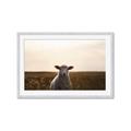 Picture of Grazing Sheep  _GroupedProduct_Rectangle_Landscape_Photography _GroupedProduct_Rectangle_Landscape_Framed_Matted_