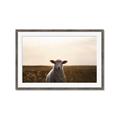 Picture of Grazing Sheep  _GroupedProduct_Rectangle_Landscape_Photography _GroupedProduct_Rectangle_Landscape_Framed_Matted_