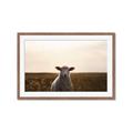 Picture of Grazing Sheep  _GroupedProduct_Rectangle_Landscape_Photography _GroupedProduct_Rectangle_Landscape_Framed_Matted_