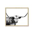 Picture of Jackson, The Bull  _GroupedProduct_Rectangle_Landscape_Photography _GroupedProduct_Rectangle_Landscape_Framed_Matted_
