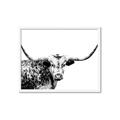 Picture of Jackson, The Bull  _GroupedProduct_Rectangle_Landscape_Photography _GroupedProduct_Rectangle_Landscape_Framed_Matted_