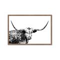 Picture of Jackson, The Bull  _GroupedProduct_Rectangle_Landscape_Photography _GroupedProduct_Rectangle_Landscape_Framed_Matted_