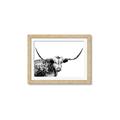 Picture of Jackson, The Bull  _GroupedProduct_Rectangle_Landscape_Photography _GroupedProduct_Rectangle_Landscape_Framed_Matted_