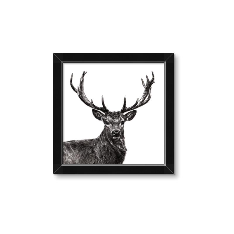 Picture of James, the Stag  _GroupedProduct_Square_Photography _GroupedProduct_Square_Framed_Matted_