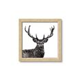 Picture of James, the Stag  _GroupedProduct_Square_Photography _GroupedProduct_Square_Framed_Matted_