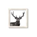 Picture of James, the Stag  _GroupedProduct_Square_Photography _GroupedProduct_Square_Framed_Matted_