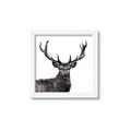 Picture of James, the Stag  _GroupedProduct_Square_Photography _GroupedProduct_Square_Framed_Matted_
