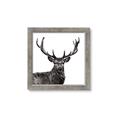 Picture of James, the Stag  _GroupedProduct_Square_Photography _GroupedProduct_Square_Framed_Matted_