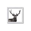Picture of James, the Stag  _GroupedProduct_Square_Photography _GroupedProduct_Square_Framed_Matted_