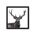 Picture of James, the Stag  _GroupedProduct_Square_Photography _GroupedProduct_Square_Framed_Matted_