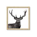 Picture of James, the Stag  _GroupedProduct_Square_Photography _GroupedProduct_Square_Framed_Matted_