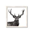Picture of James, the Stag  _GroupedProduct_Square_Photography _GroupedProduct_Square_Framed_Matted_