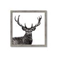 Picture of James, the Stag  _GroupedProduct_Square_Photography _GroupedProduct_Square_Framed_Matted_