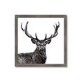 Picture of James, the Stag  _GroupedProduct_Square_Photography _GroupedProduct_Square_Framed_Matted_