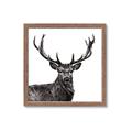 Picture of James, the Stag  _GroupedProduct_Square_Photography _GroupedProduct_Square_Framed_Matted_