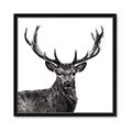 Picture of James, the Stag  _GroupedProduct_Square_Photography _GroupedProduct_Square_Framed_Matted_