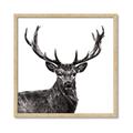 Picture of James, the Stag  _GroupedProduct_Square_Photography _GroupedProduct_Square_Framed_Matted_