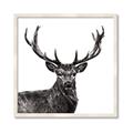 Picture of James, the Stag  _GroupedProduct_Square_Photography _GroupedProduct_Square_Framed_Matted_