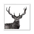 Picture of James, the Stag  _GroupedProduct_Square_Photography _GroupedProduct_Square_Framed_Matted_