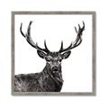 Picture of James, the Stag  _GroupedProduct_Square_Photography _GroupedProduct_Square_Framed_Matted_