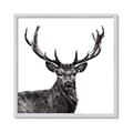 Picture of James, the Stag  _GroupedProduct_Square_Photography _GroupedProduct_Square_Framed_Matted_