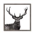 Picture of James, the Stag  _GroupedProduct_Square_Photography _GroupedProduct_Square_Framed_Matted_