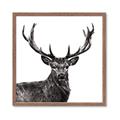 Picture of James, the Stag  _GroupedProduct_Square_Photography _GroupedProduct_Square_Framed_Matted_