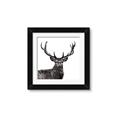 Picture of James, the Stag  _GroupedProduct_Square_Photography _GroupedProduct_Square_Framed_Matted_