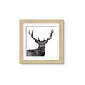 Picture of James, the Stag  _GroupedProduct_Square_Photography _GroupedProduct_Square_Framed_Matted_