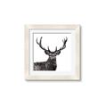 Picture of James, the Stag  _GroupedProduct_Square_Photography _GroupedProduct_Square_Framed_Matted_