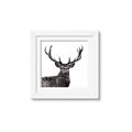 Picture of James, the Stag  _GroupedProduct_Square_Photography _GroupedProduct_Square_Framed_Matted_