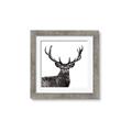 Picture of James, the Stag  _GroupedProduct_Square_Photography _GroupedProduct_Square_Framed_Matted_