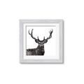 Picture of James, the Stag  _GroupedProduct_Square_Photography _GroupedProduct_Square_Framed_Matted_
