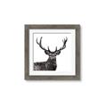 Picture of James, the Stag  _GroupedProduct_Square_Photography _GroupedProduct_Square_Framed_Matted_