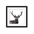 Picture of James, the Stag  _GroupedProduct_Square_Photography _GroupedProduct_Square_Framed_Matted_