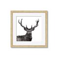 Picture of James, the Stag  _GroupedProduct_Square_Photography _GroupedProduct_Square_Framed_Matted_