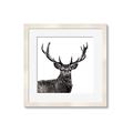 Picture of James, the Stag  _GroupedProduct_Square_Photography _GroupedProduct_Square_Framed_Matted_