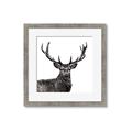 Picture of James, the Stag  _GroupedProduct_Square_Photography _GroupedProduct_Square_Framed_Matted_