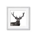 Picture of James, the Stag  _GroupedProduct_Square_Photography _GroupedProduct_Square_Framed_Matted_