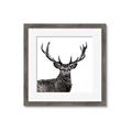 Picture of James, the Stag  _GroupedProduct_Square_Photography _GroupedProduct_Square_Framed_Matted_