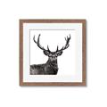 Picture of James, the Stag  _GroupedProduct_Square_Photography _GroupedProduct_Square_Framed_Matted_